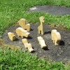 Natural Wooden Jungle Animal Set with Personalised Gift Tag